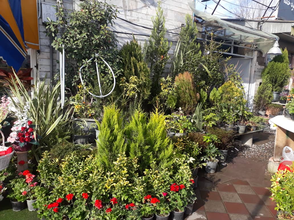 گل فروشی محمدی رشت