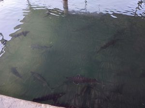 جایگاه عرضه ماهیان زنده مازندران
