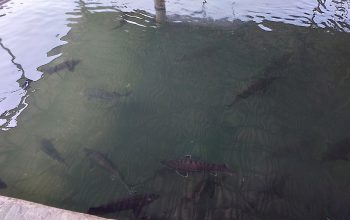 جایگاه عرضه ماهیان زنده مازندران