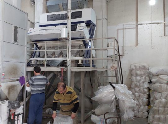 برنج بابل سورتینگ بسته بندی برنج بابل