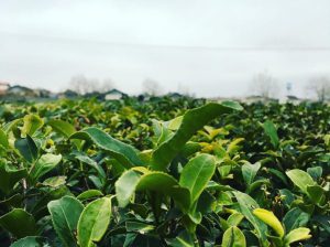 چای لاهیجان چای فروشی لاهیجان
