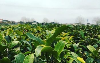 چای لاهیجان چای فروشی لاهیجان