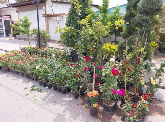 گل گیاه سرخ رود گل فروشی سرخ رود