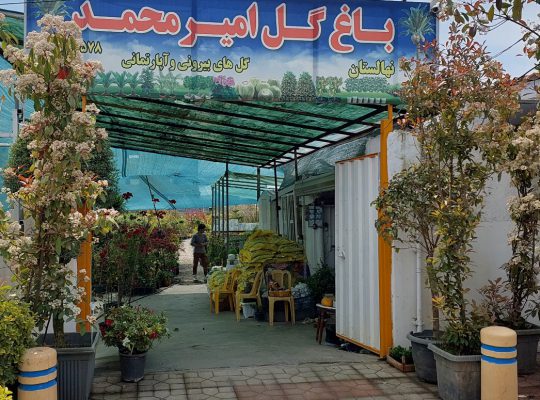 گل گیاه سرخ رود گل فروشی سرخ رود