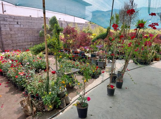 گل گیاه سرخ رود گل فروشی سرخ رود