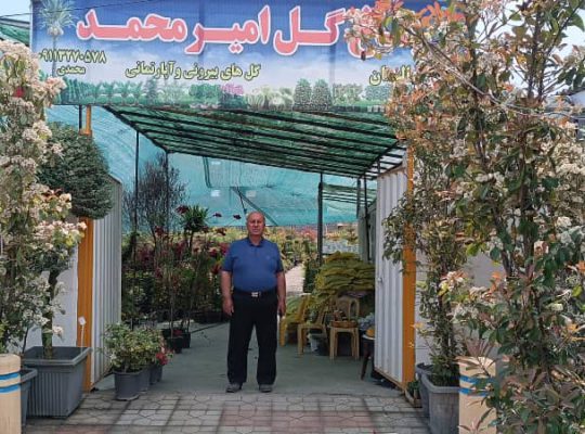 گل گیاه سرخ رود گل فروشی سرخ رود