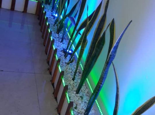 گل گیاه سرخ رود گل فروشی سرخ رود