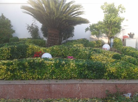 گل گیاه سرخ رود گل فروشی سرخ رود