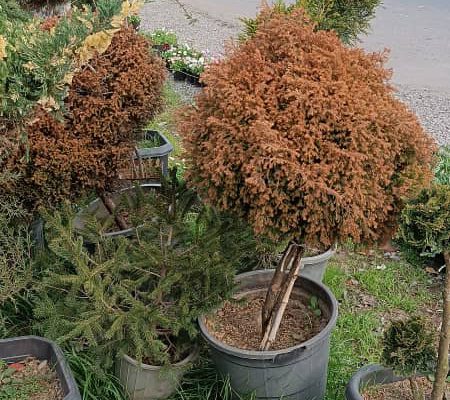گل گیاه سرخ رود گل فروشی سرخ رود