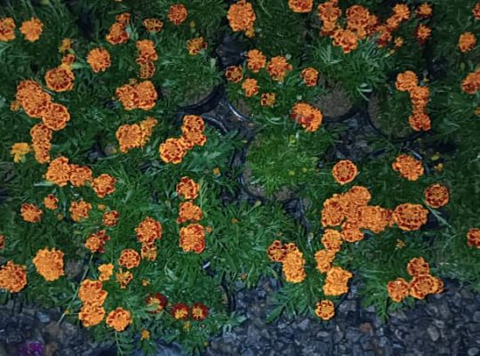 گل گیاه سرخ رود گل فروشی سرخ رود