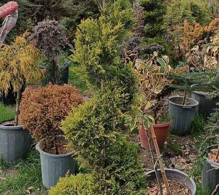 گل گیاه سرخ رود گل فروشی سرخ رود