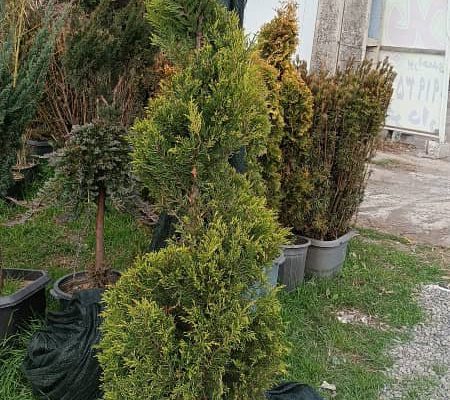 گل گیاه سرخ رود گل فروشی سرخ رود
