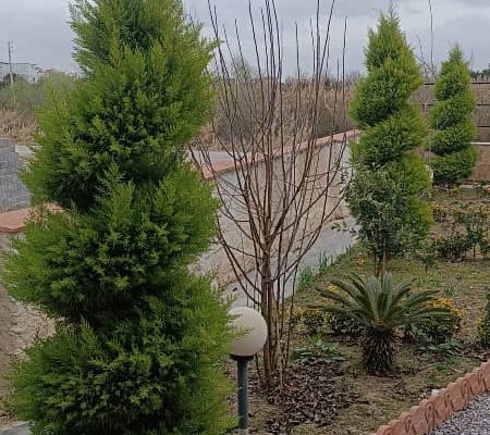 گل گیاه سرخ رود گل فروشی سرخ رود