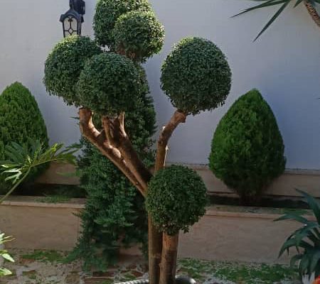 گل گیاه سرخ رود گل فروشی سرخ رود