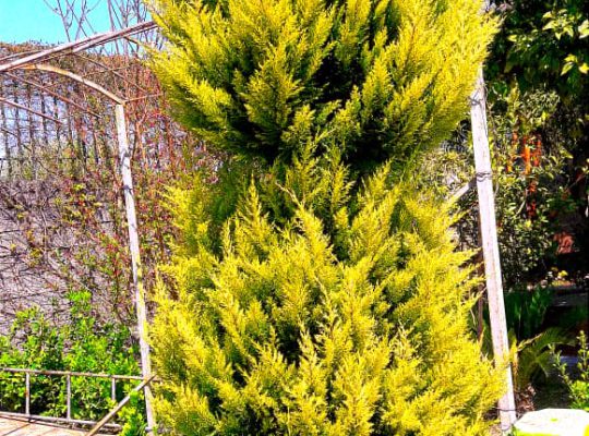 گل گیاه سرخ رود گل فروشی سرخ رود