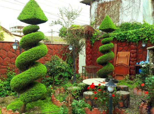 گل گیاه سرخ رود گل فروشی سرخ رود