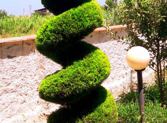 گل گیاه سرخ رود گل فروشی سرخ رود
