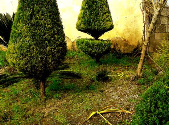 گل گیاه سرخ رود گل فروشی سرخ رود