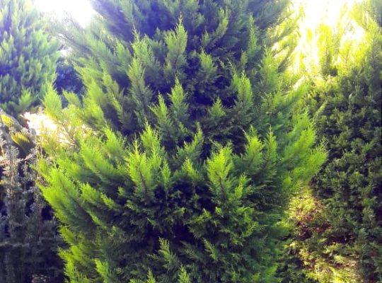 گل گیاه سرخ رود گل فروشی سرخ رود