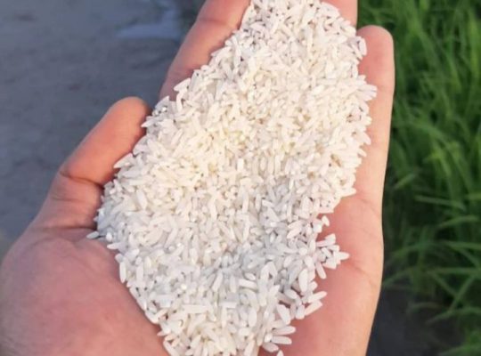 برنج فروشی فریدونکنار برنج در فریدونکنار
