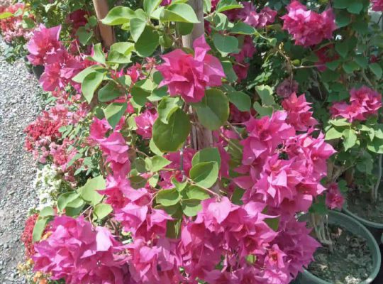 گل گیاه سرخ رود گل فروشی سرخ رود