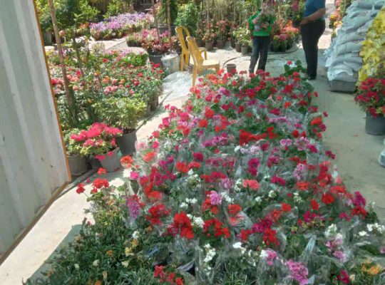 گل گیاه سرخ رود گل فروشی سرخ رود