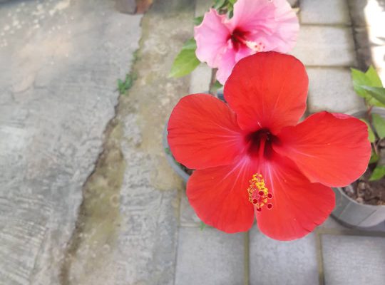 گل گیاه سرخ رود گل فروشی سرخ رود