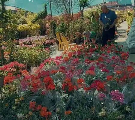 گل گیاه سرخ رود گل فروشی سرخ رود