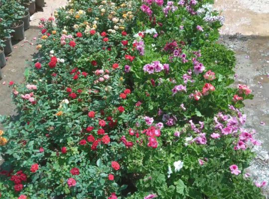 گل گیاه سرخ رود گل فروشی سرخ رود