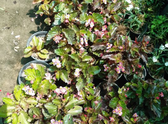 گل گیاه سرخ رود گل فروشی سرخ رود
