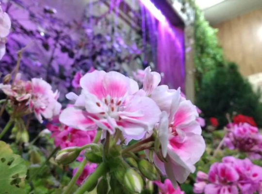 کبابی بابلسر کته کبابی بابلسر