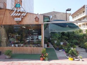 گل فروشی ساری گل آپارتمانی ساری