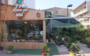 گل فروشی ساری گل آپارتمانی ساری
