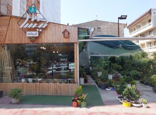 گل فروشی ساری گل آپارتمانی ساری