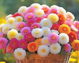 تفاوت گل فروشی با گلخانه