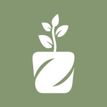 گل گیاه آپارتمانی در لاهیجان اجرای فضای سبز در لاهیجان گل فروشی در لاهیجان فروشگاه ژمینو لاهیجان