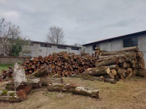 چوب جنگلی در استان گیلان چوب جنگلی در لنگرود چوب سهرابی