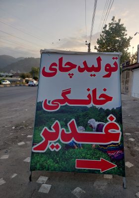 تولیدی چای در لنگرود چای لنگرود چای خانگی غدیر