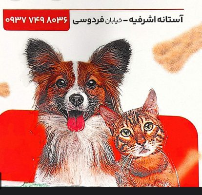 پت شاپ در آستانه اشرفیه کلینیک دامپزشکی در آستانه اشرفیه پت شاپ پایا