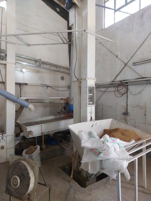 سورتینگ جو در لنگرود سورتینگ جو در چاف و چمخاله رویان شلتوک